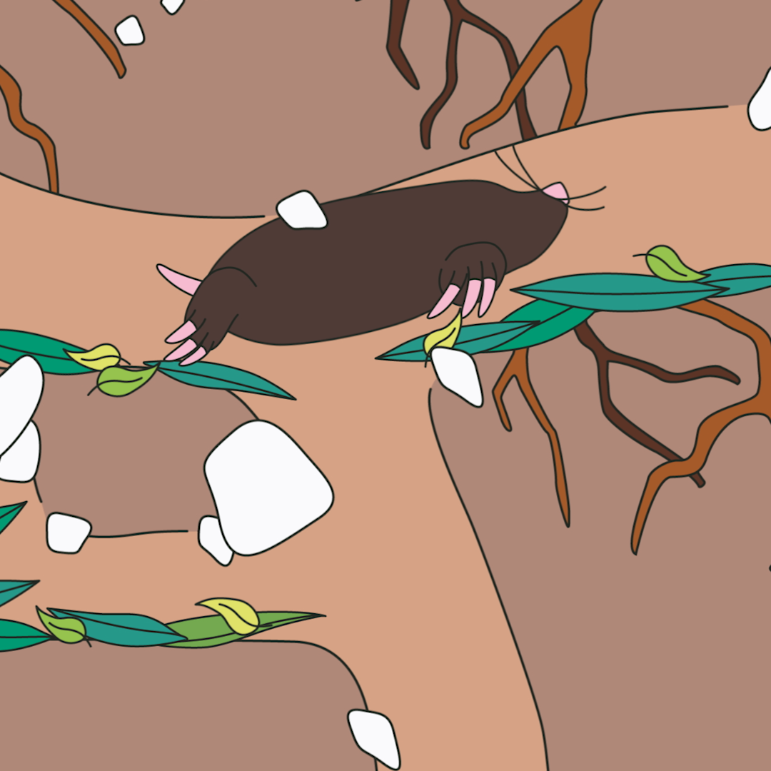 Innocent - Wiesenwildnis